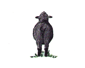 sheep.gif (11483 bytes)